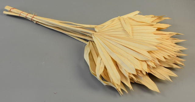 Image for Frunza palmier soare mini inalbit