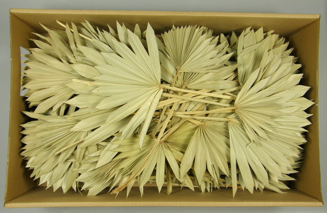 Image for Frunza palmier soare mini 100buc. natur