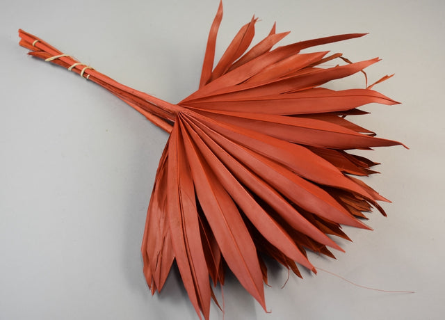 Image for Frunza palmier soare portocaliu