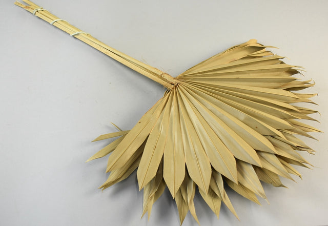 Image for Frunza palmier soare natur