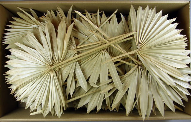 Image for Frunza palmier soare natur 50buc.