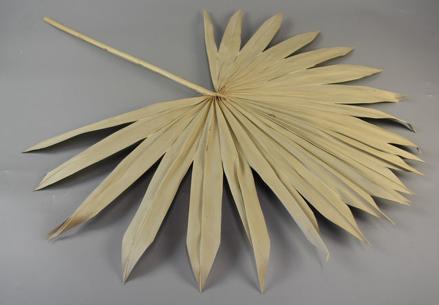 imagine produs Frunza palmier soare urias