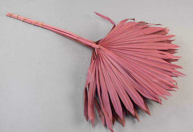 Image for Frunza palmier soare roz