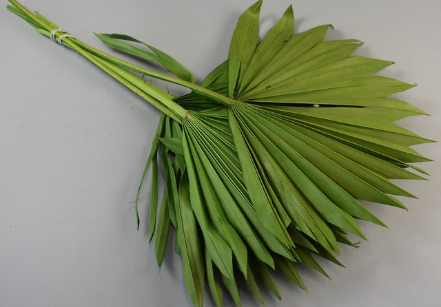 Image for Frunza palmier soare verde deschis