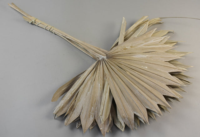 Image for Frunza palmier soare cu chiciura