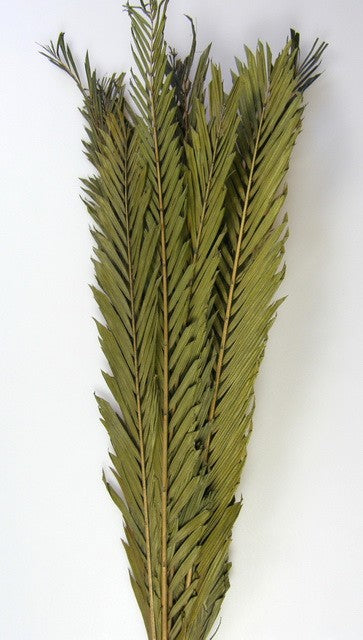 Image for Frunza palmier preparat verde mediu