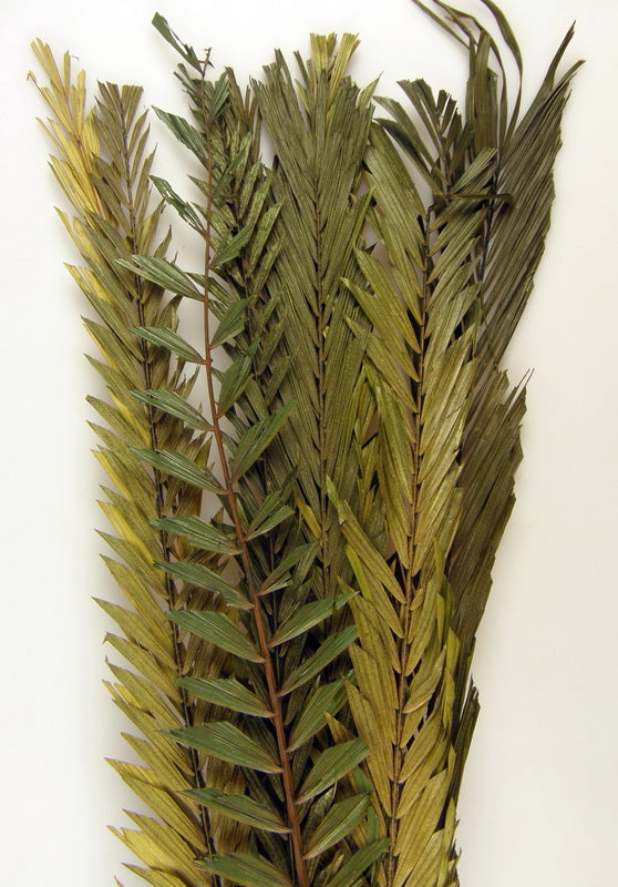 Image for Frunza palmier prep. subtire verde deschis