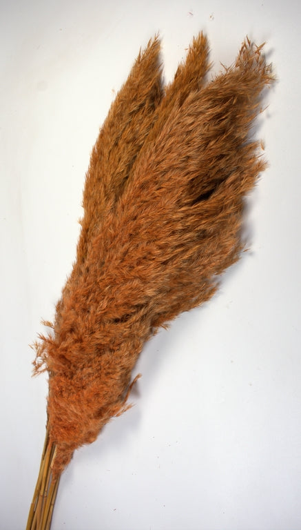 Image for Iarba pampas 90-110cm piersica