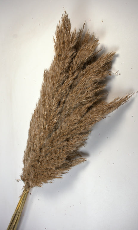 Image for Iarba pampas 90-110cm natur