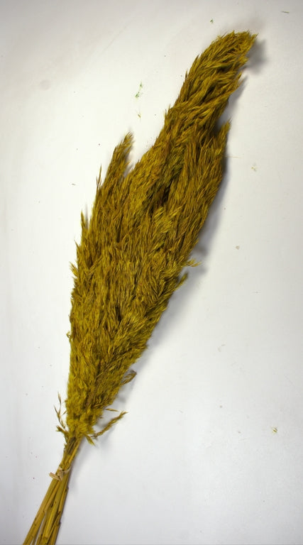 Image for Iarba pampas 90-110cm galben