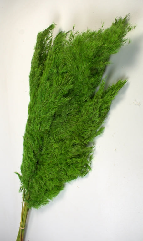 Image for Iarba pampas 90-110cm verde deschis