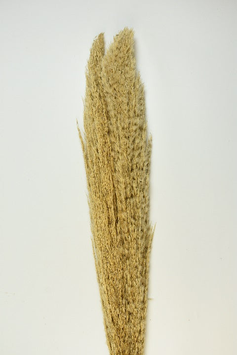 Image for Iarba pampas 115cm 3buc/pachet