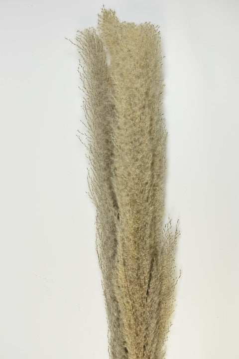 Image for Iarba pampas 120-130cm natur 60-70cm