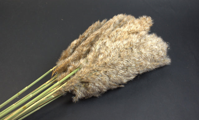 Image for Iarba pampas 120cm (10buc/pachet) natur