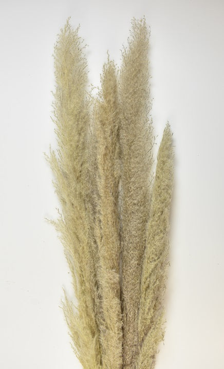 Image for Iarba pampas 150cm 5buc/pachet