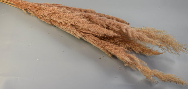 Image for Iarba pampas india miere