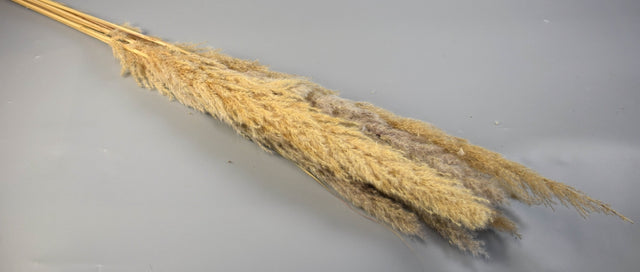 Image for Iarba pampas india natur