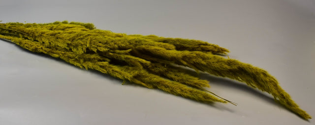 imagine produs Iarba pampas india verde oliv