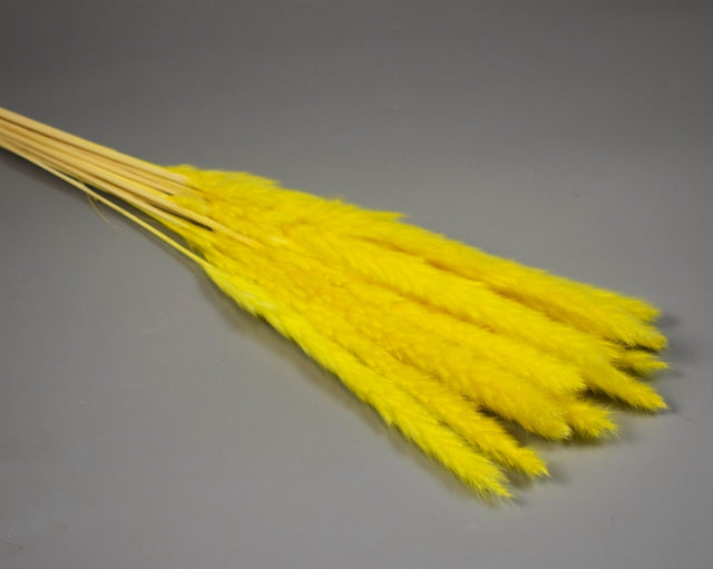 Image for Iarba pampas mini inalbit miere