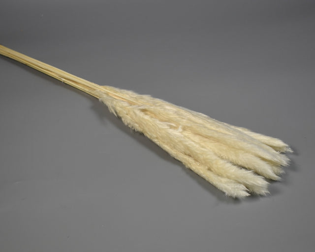 Image for Iarba pampas mini inalbit