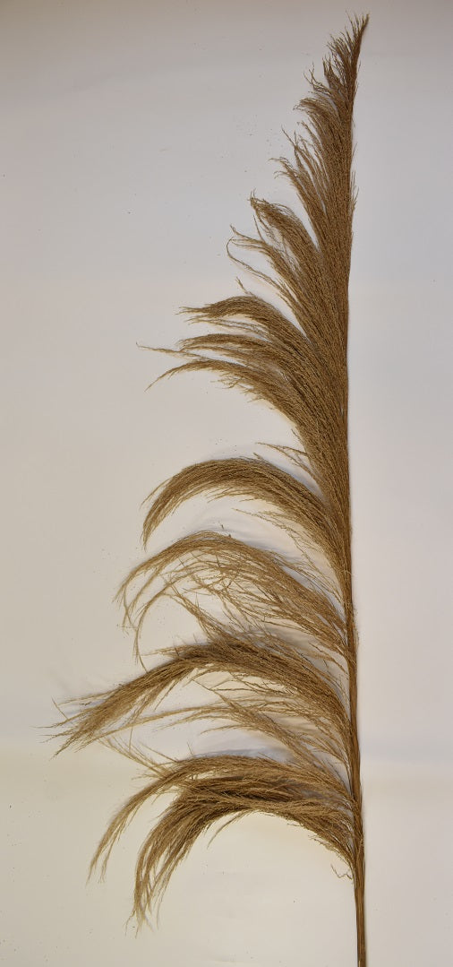 Image for Iarba pampas Rio 2m natur