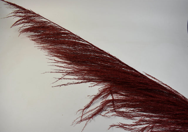 Image for Iarba pampas Rio 2m rosu