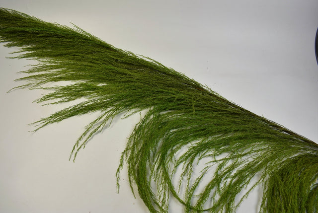Image for Iarba pampas Rio 2m verde deschis