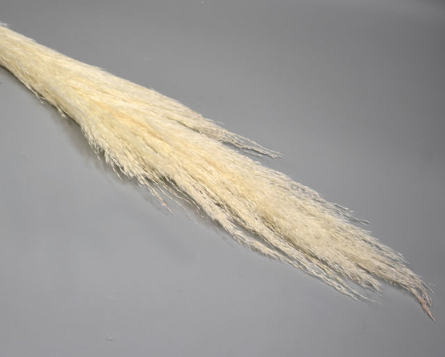 Image for Iarba pampas 120cm inalbit 40-60cm buga