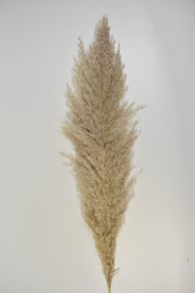 Image for Iarba pampas 150cm natur 40-60cm buga