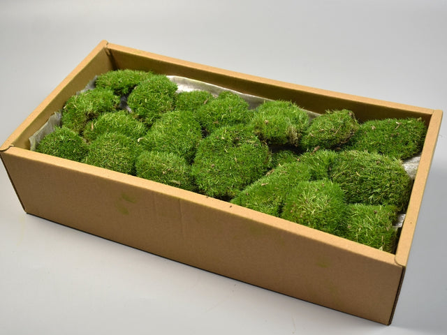 Image for Perna de muschi prep.verde muschi