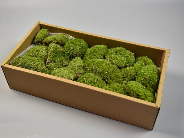 Image for Perna de muschi prep.verde deschis