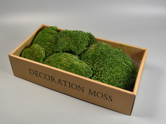 Image for Perna de muschi prep.mare verde muschi