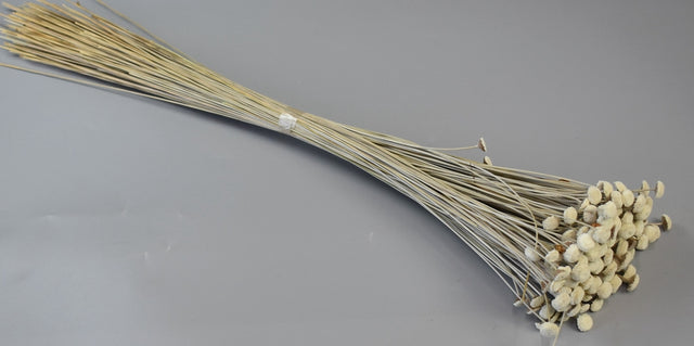 Image for Pavao 80gr natur