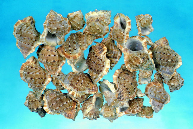 imagine produs Scoici penchiman-tuskes sisakcsiga 1kg