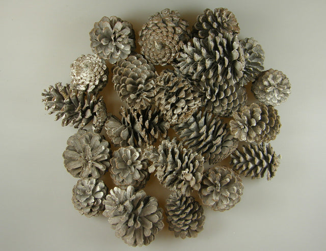 Image for Conuri pinus maritima 1kg cu chiciura