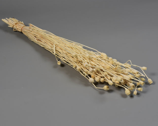 Image for Flori de mac inalbit