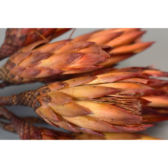 Protea rosu boboc natur