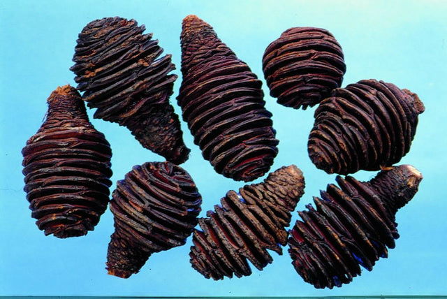 Image for Capete platyspernum natur