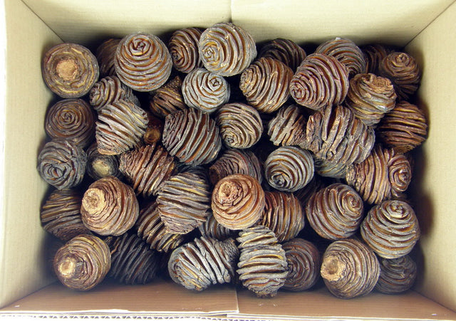 Image for Capete de platyspernum 2kg