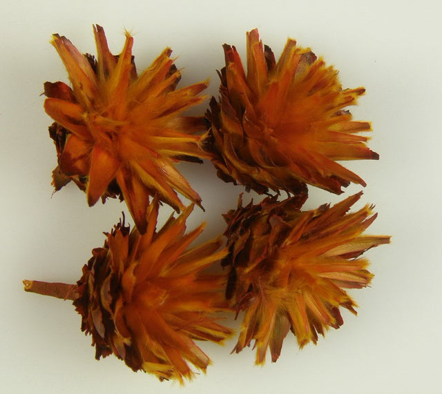 Image for Capete plumosum portocaliu