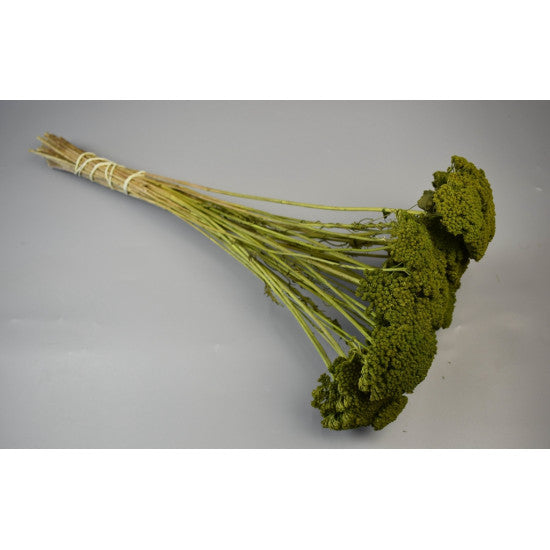 Achillea preparat verde deschis
