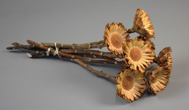 Image for Protea compacta margarete natur deschis