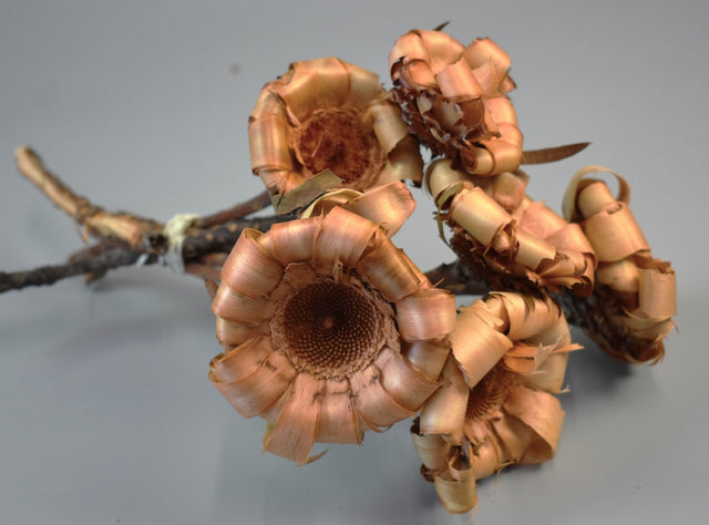 Image for Protea Curly crem