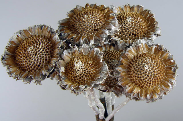 Image for Protea margareta vopsit alb