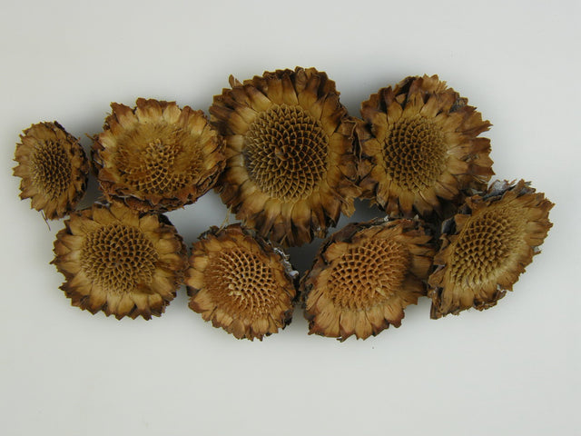 Image for Capete protea margareta natur inchis