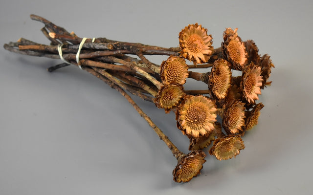 Image for Protea margareta mini natur inchis