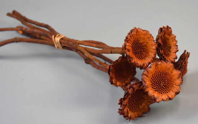 Image for Protea margareta portocaliu inchis