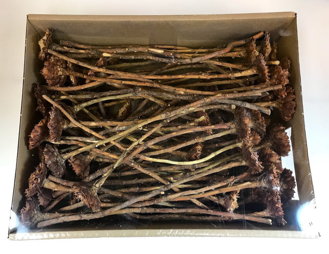 Image for Protea margarete natur inchis