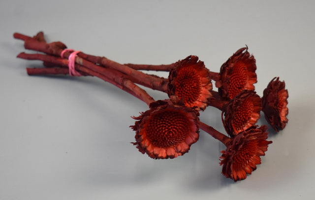 Image for Protea margareta rosu inchis