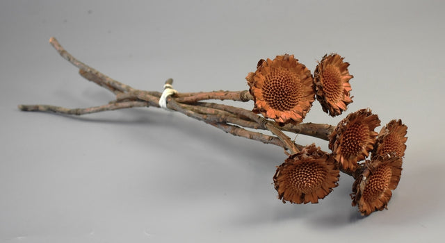 Image for Protea margareta natur deschis